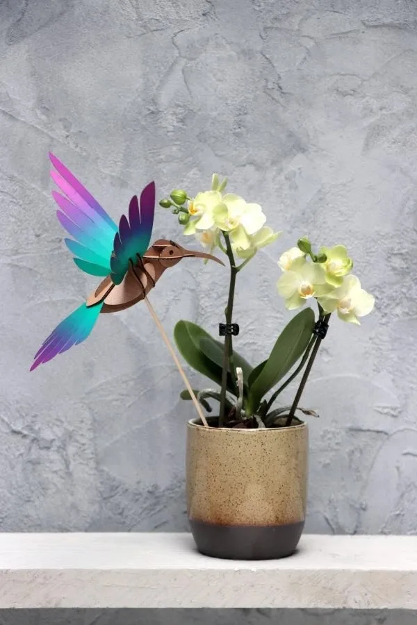 Colibri Bird Kit (2 Options)